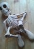 foto: Dancing Skeleton - Bonnie in wood